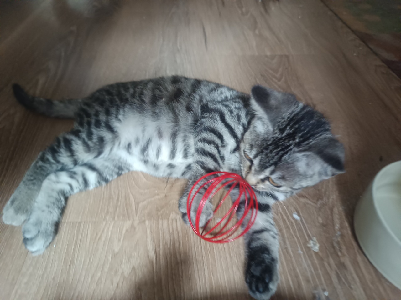 Почему котёнок играет с наполнителем? И что с этим делать